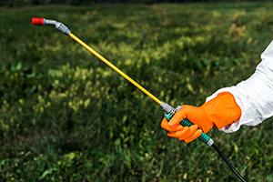 Results exterminator in latex glove holding spray outside