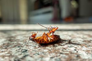 Dead cockroach on floor