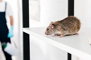 Results Pest selective-focus-of-small-rat-near-exterminator-holding-toxic-equipment